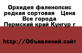 Орхидея фаленопсис редкая сортовая › Цена ­ 800 - Все города  »    . Пермский край,Кунгур г.